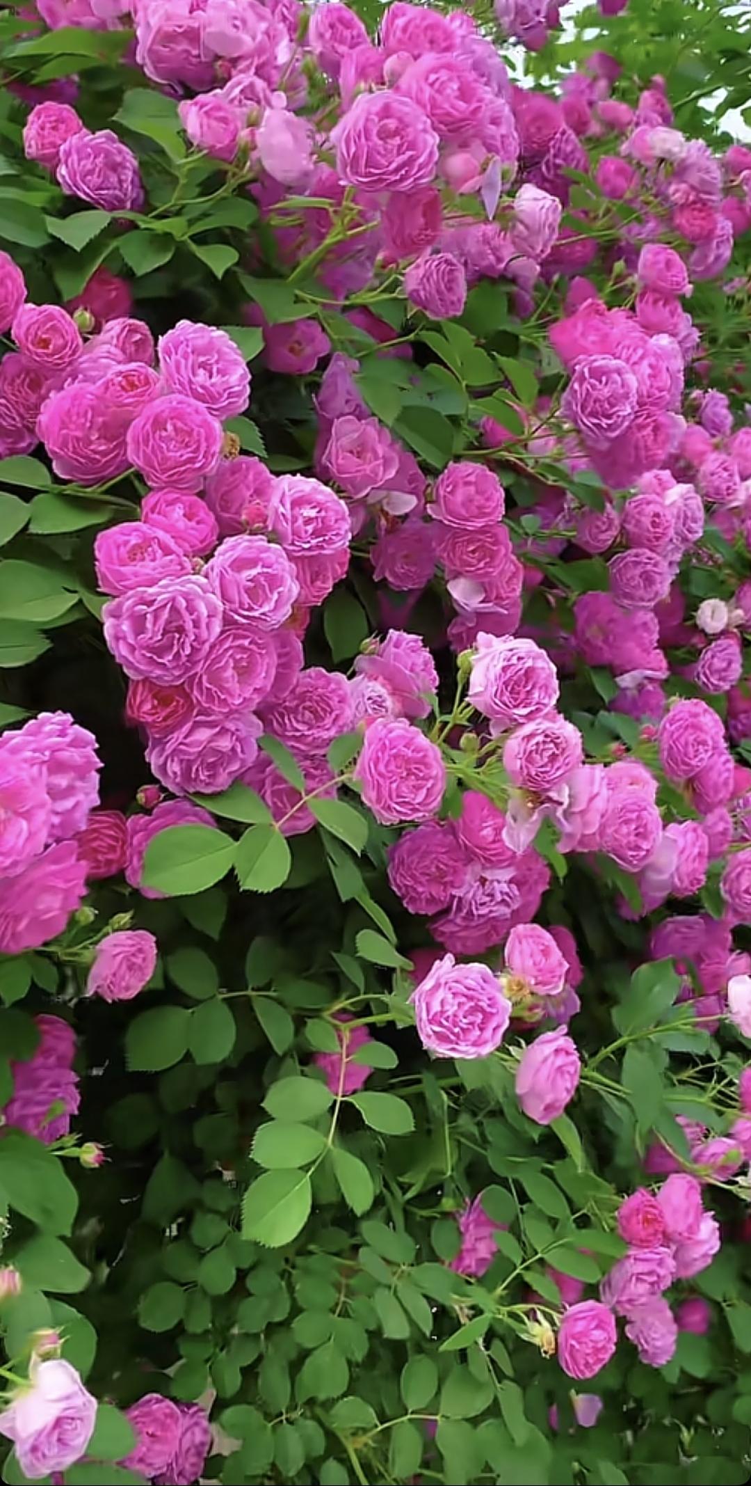 粉嫩玫瑰绽放，春意盎然，尽享自然之美！🌸🌸🌸花young世界 风景 红玫瑰