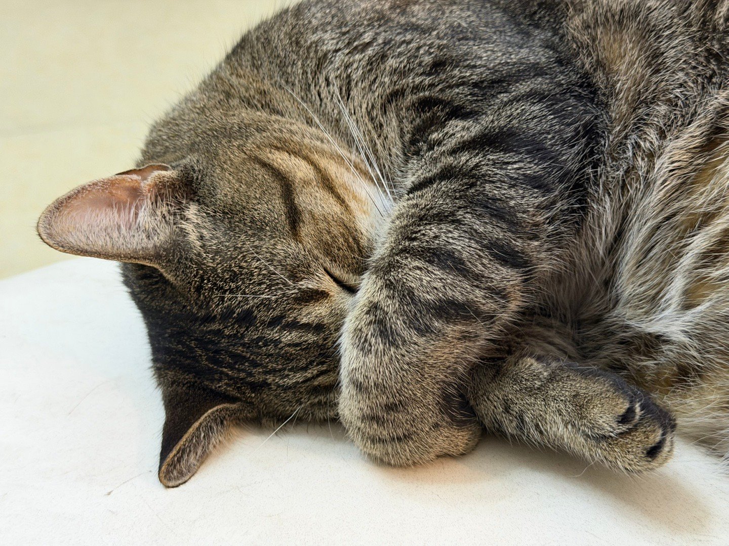 🐱：爸，灯太亮 