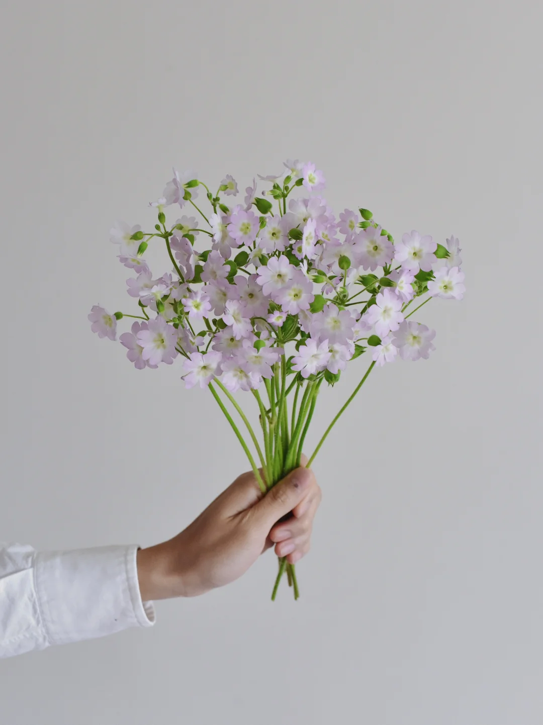 草花·羽叶报春