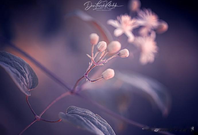 【个性花卉摄影作品】
摄影师：Dan Leszek Kołudzki