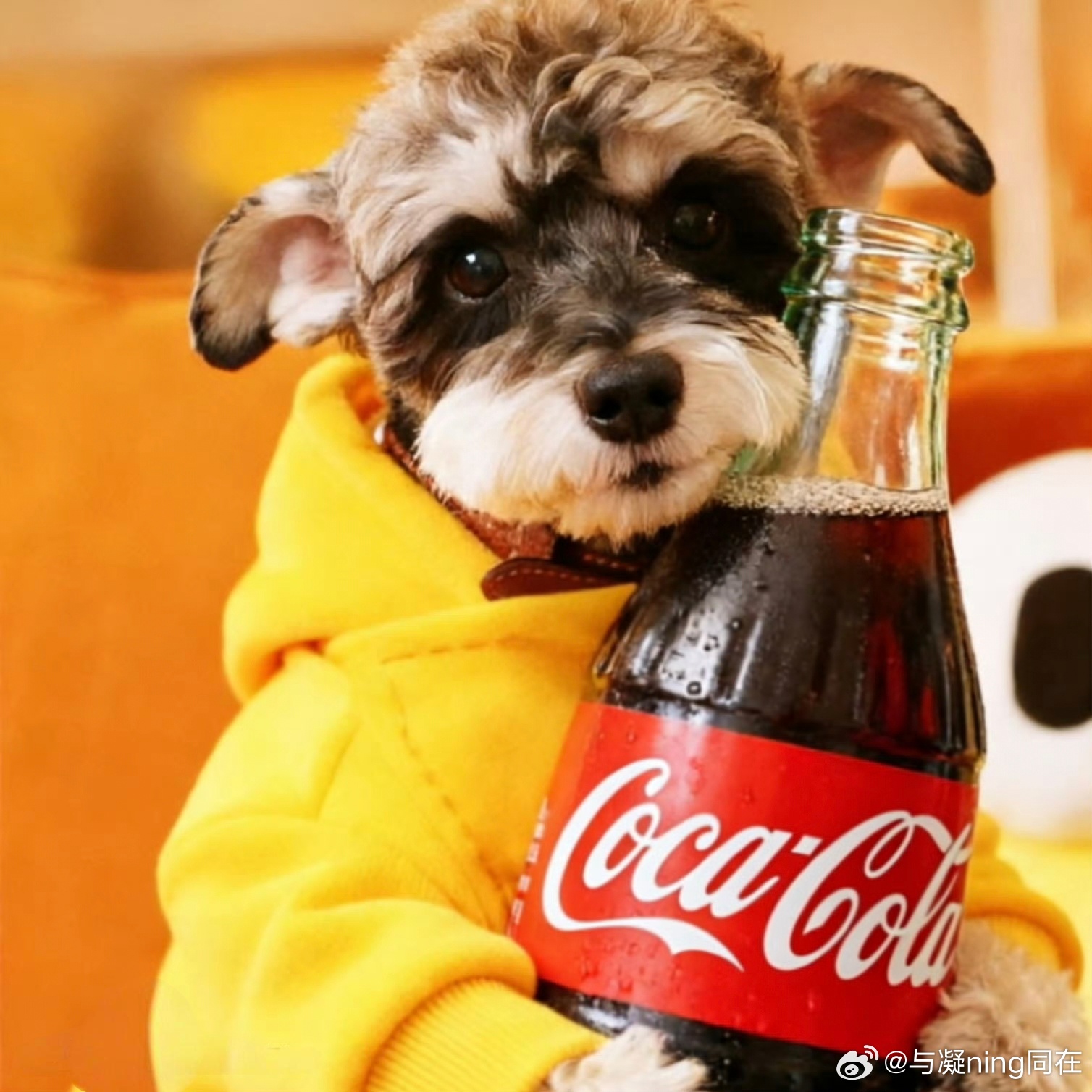 摩登兄弟 可乐要加冰，爱宁要用心                    可乐要加