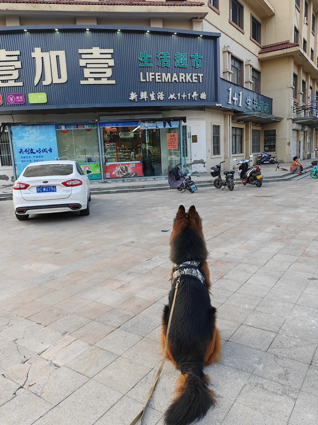 105斤茶杯犬乖乖等姥姥买菜菜