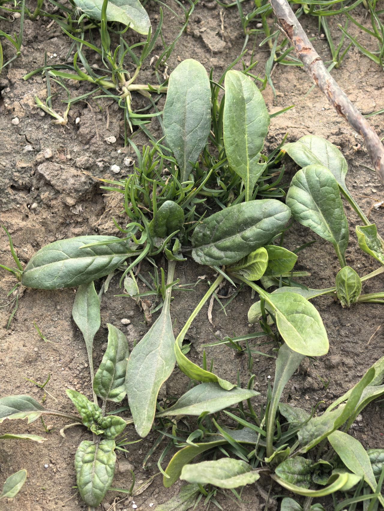 80 Pro拍摄的菠菜