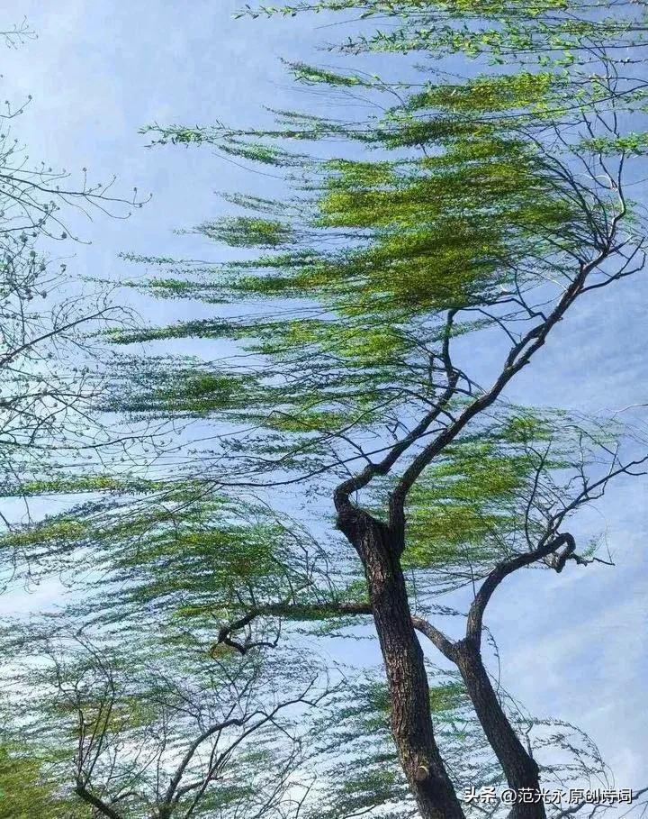 七律 夜闻暴风
文/范光永
风吹静夜土沙侵，骤至涛声窗外临。
忽听狂飙难入梦，时