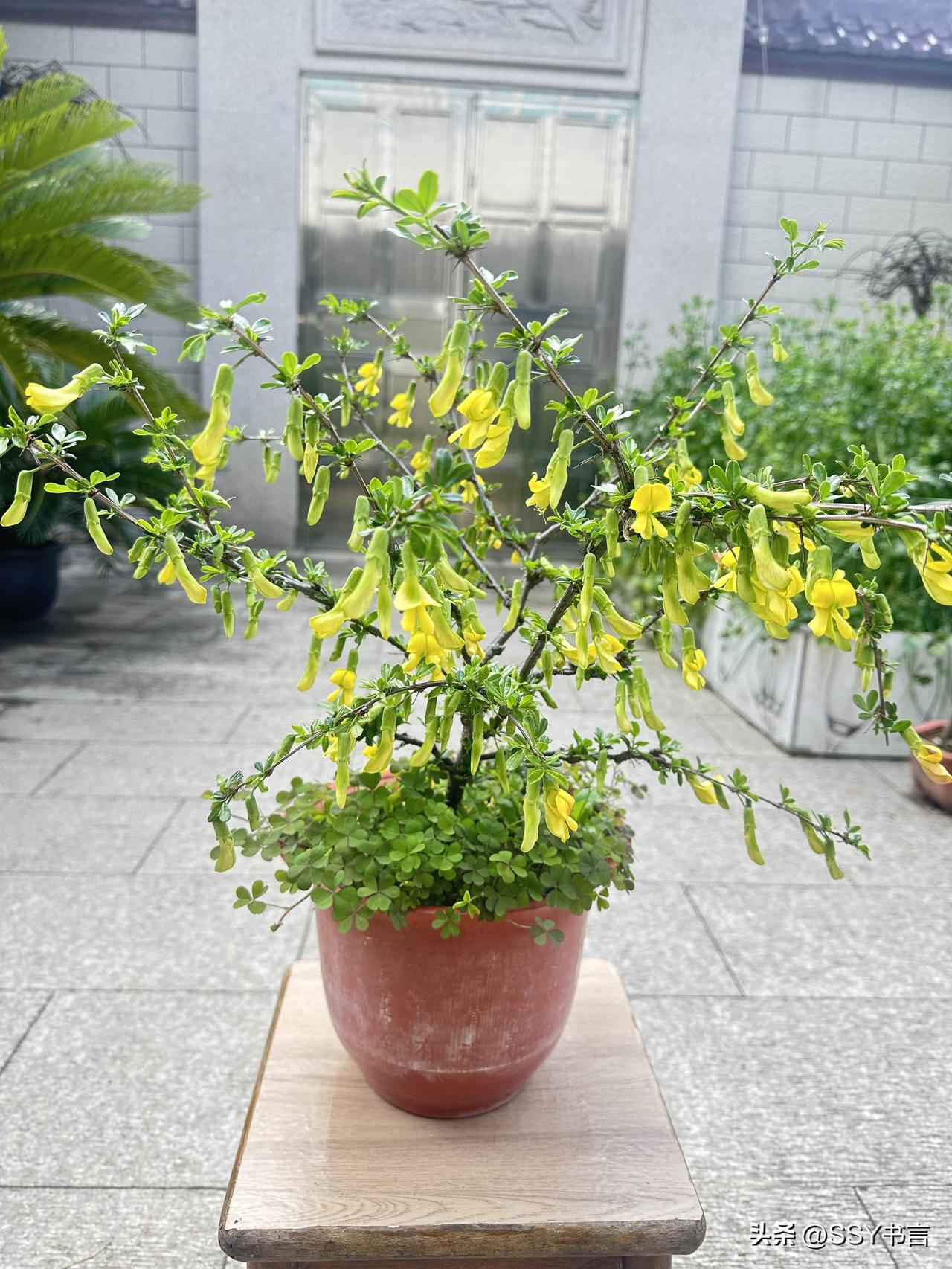 雀梅吐金枝间藏韵案头添得几分春意暖人心田