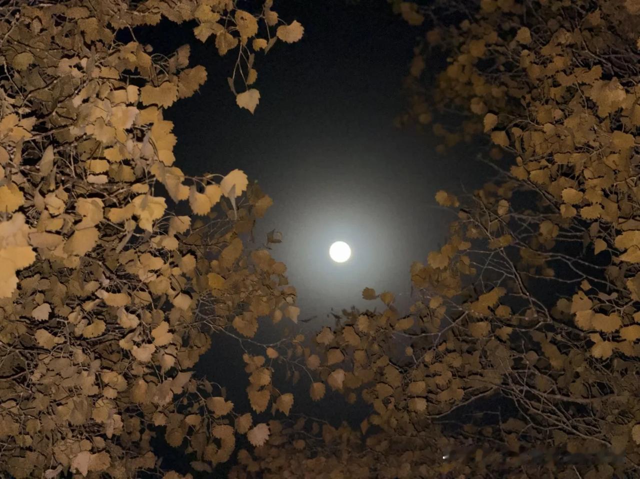 昨天带车队第一天出发南疆看胡杨，因为下雪，永丰乡入口封闭，可以绕行西山农场直接上