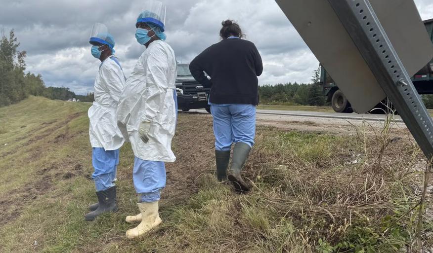卡车翻车三猴外逃，当地紧急搜捕

一辆载着猴子的不明卡车，在美国密西西比州一条乡