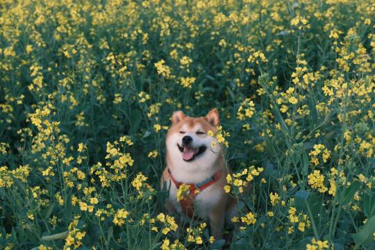 哥这辈子注定是花花公子了