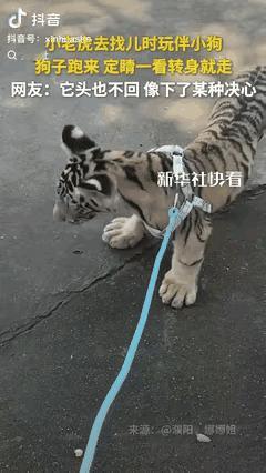 “这都火到新华社了！”河南一女子带着小老虎，去找它小时候的玩伴小狗，没成想小狗蹦