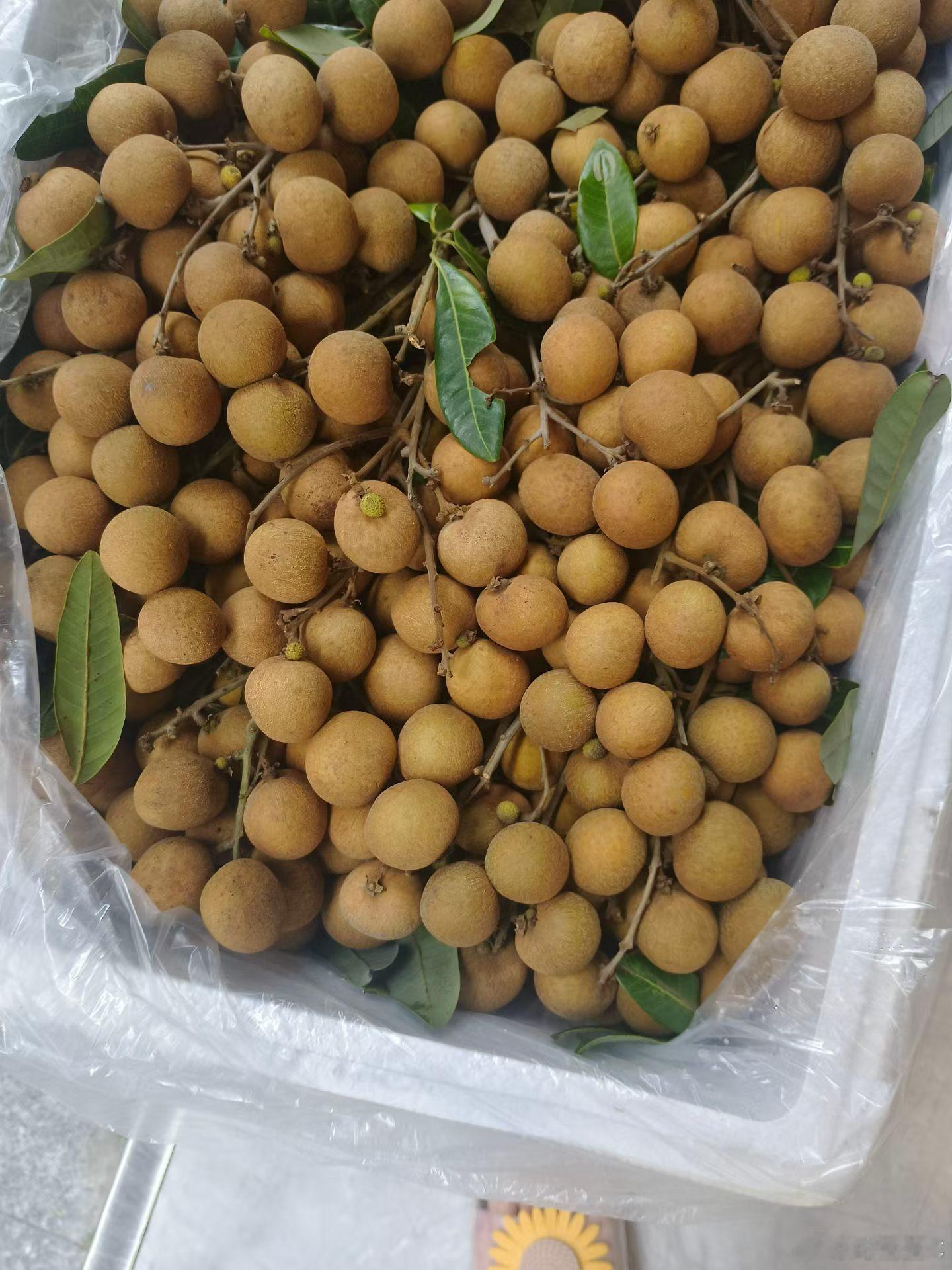 一早就被邻居喊下去吃龙眼，说老家新鲜摘过来的，可是没聊上三句就又说上了鹿晗，不愧