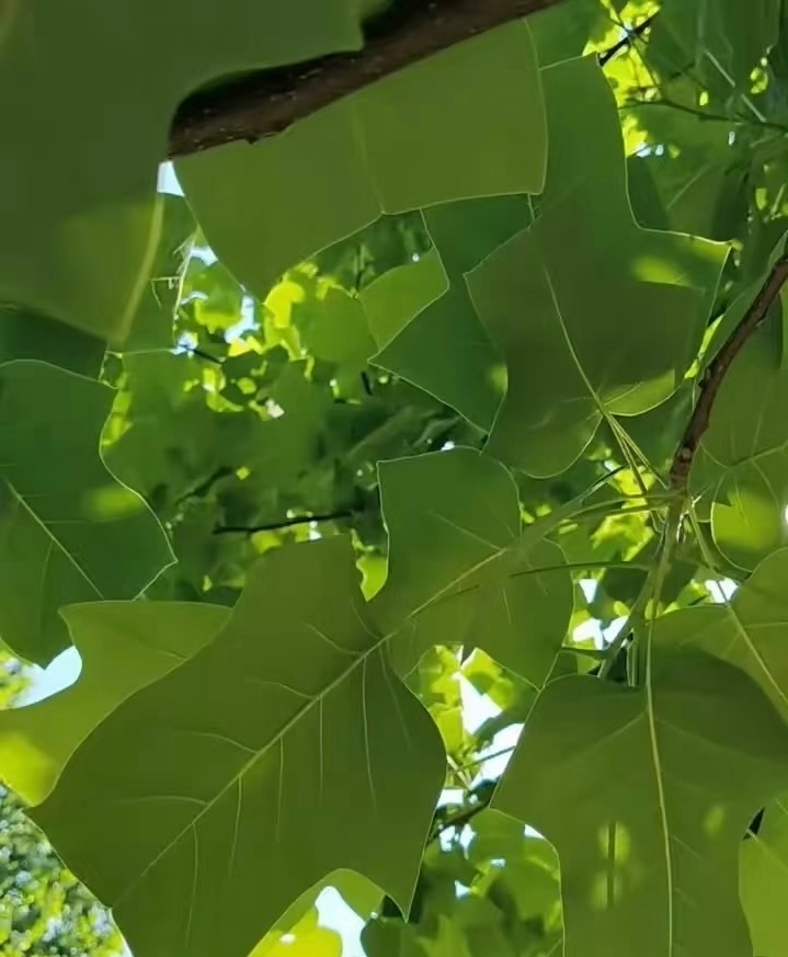 ☀️阳光信用 ☀️每日一善 古人云：“道不同，不相为谋。”人生路上，志同道合者方