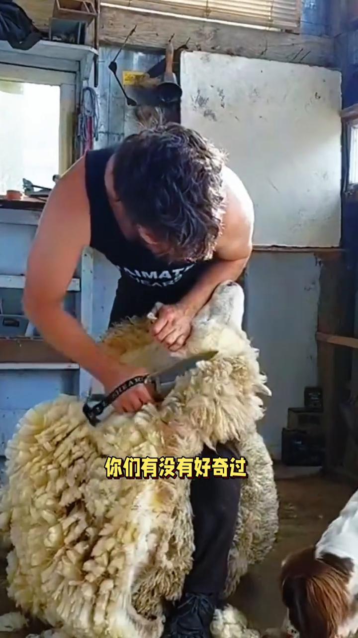 羊剪毛为何不挣扎？
你们有没有好奇过羊在剪毛的时候为什么那么温顺，一点都不挣扎？