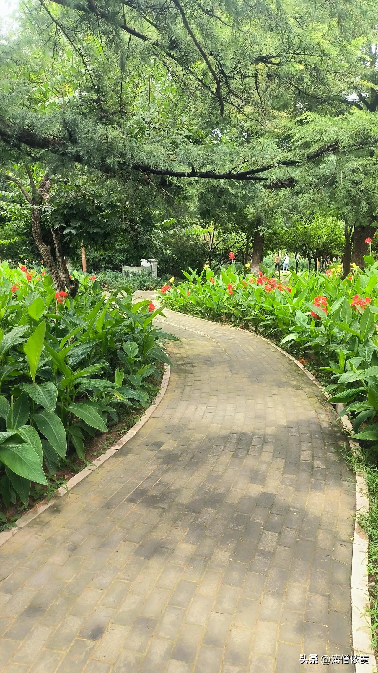 雨后的保定东风公园，空气格外清新，深吸一口，满是青草与泥土混合的湿润气息。

路