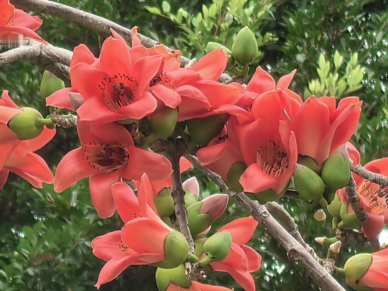 发一张你相册最近拍的花