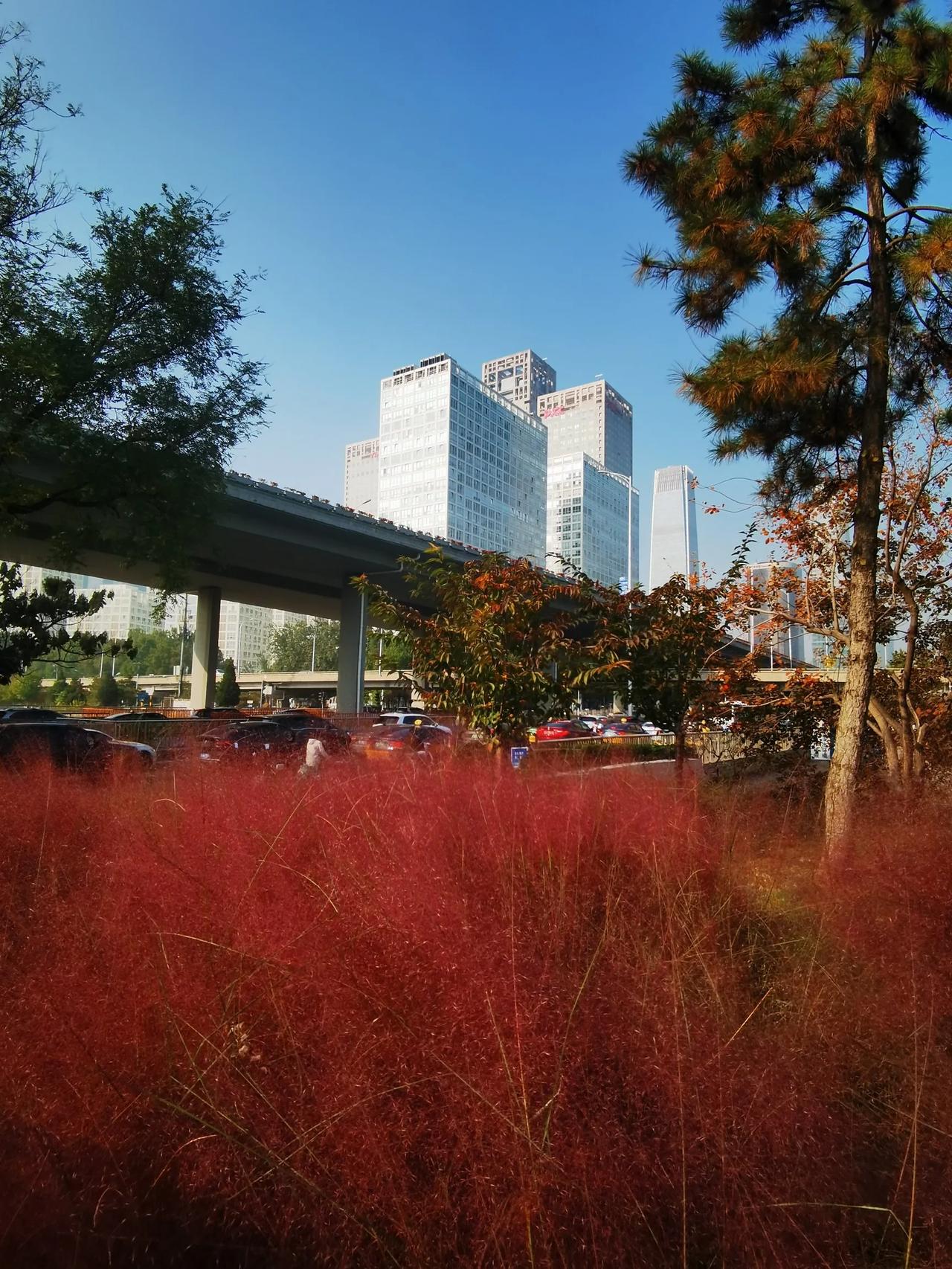 京城秋韵
国贸景色
#北京景色一撇# #秋天秋景秋赏# #记录我的2024#