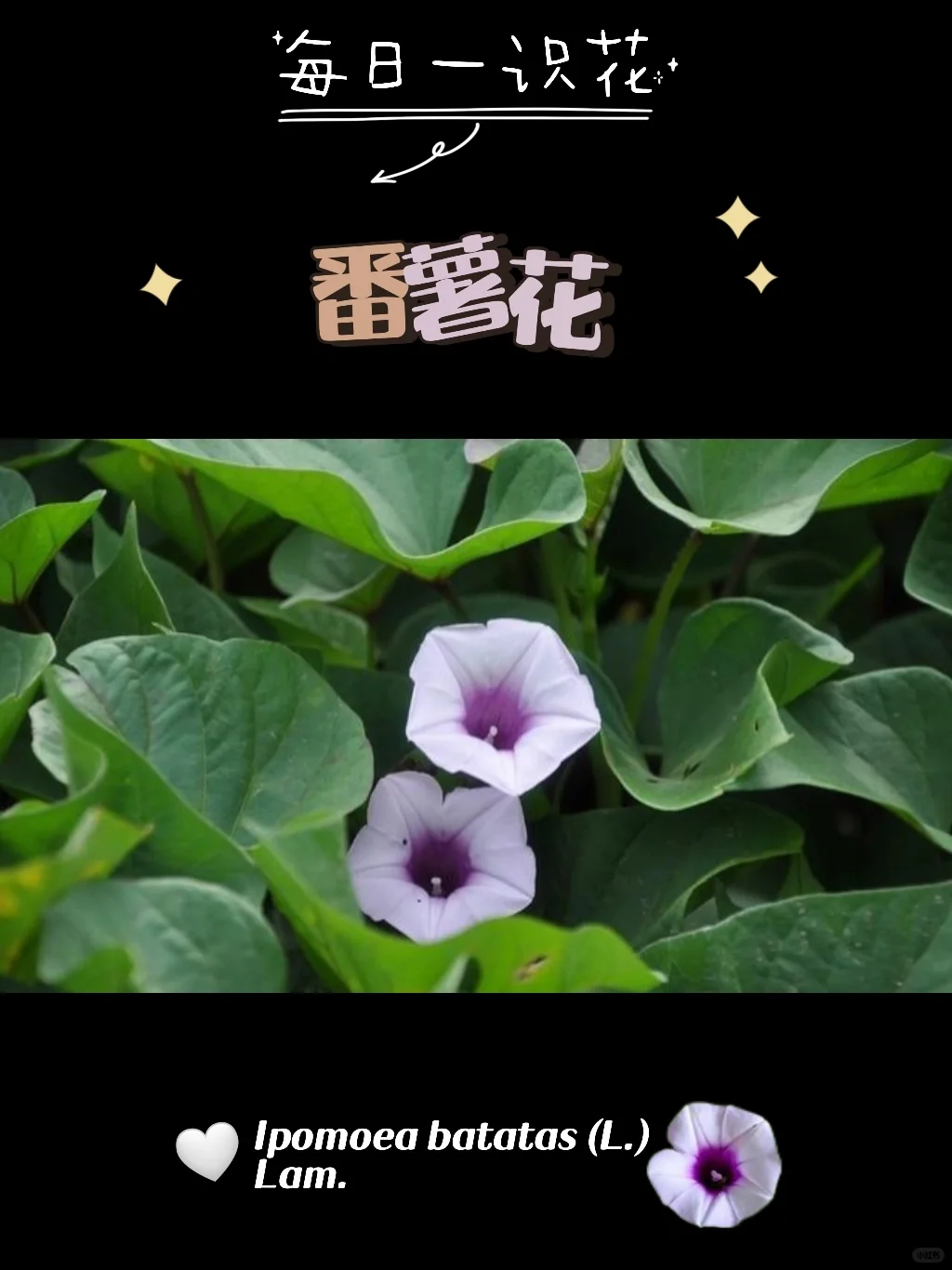 每天认识一种花之【番薯花】day75
