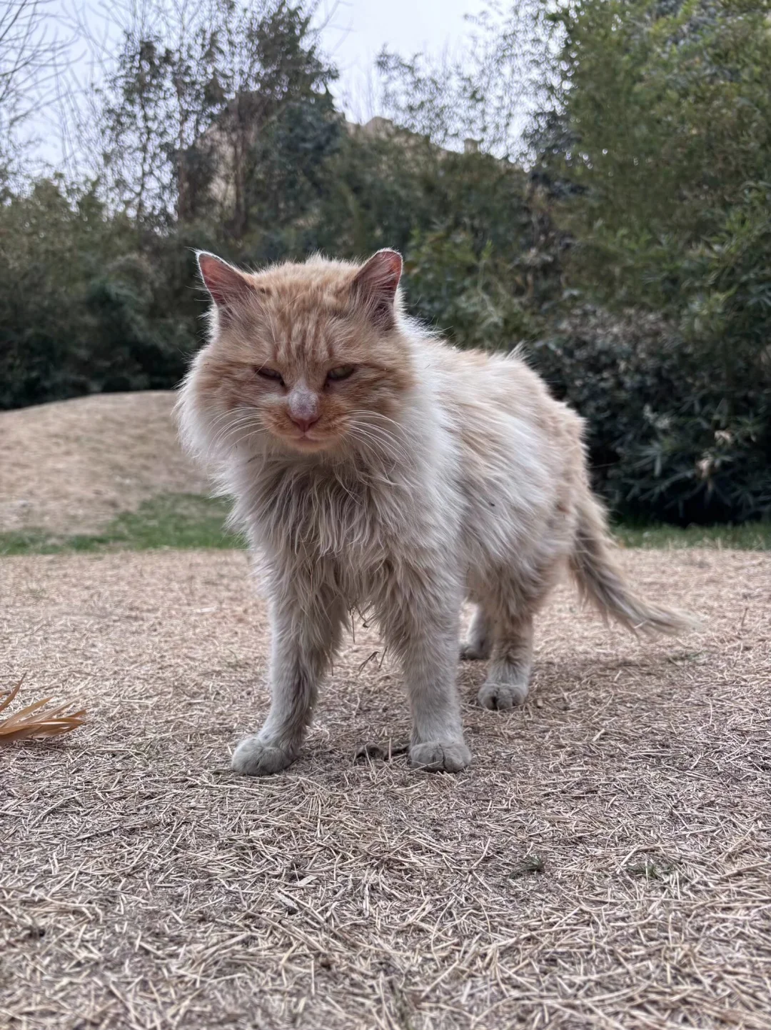 讣告——所有校猫