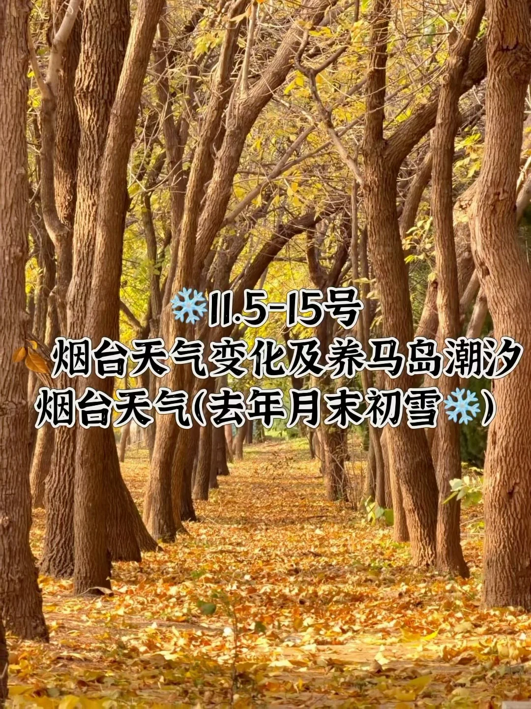 📍11.5-15号烟台养马岛潮汐及天气变化