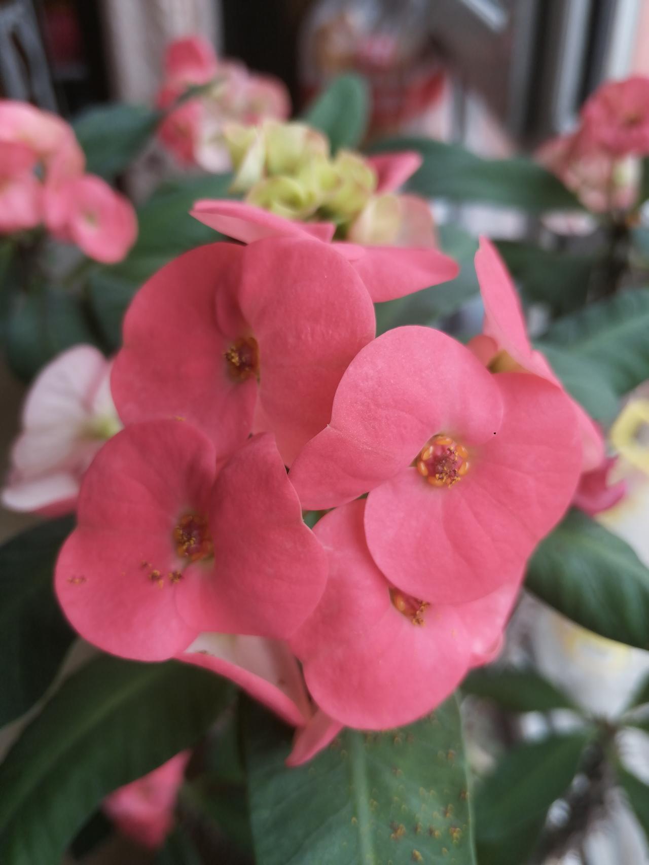 上联：能言未必真君子
我的下联
下联：不语下手是小人