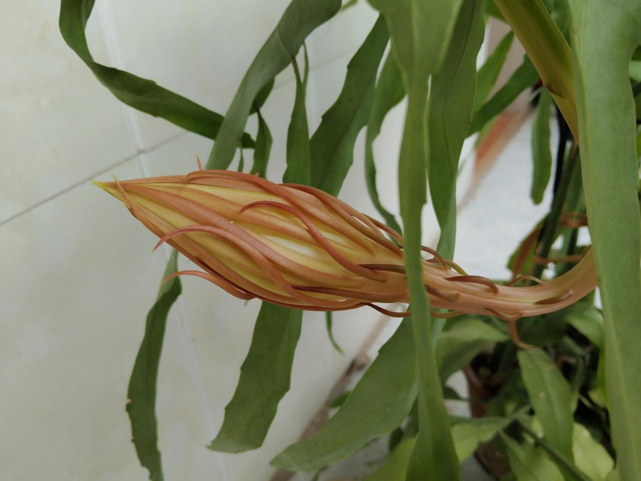 我家的昙花昨天终于开了，而且同时开了两朵。

第一和二两幅图是昨天上午11点多拍