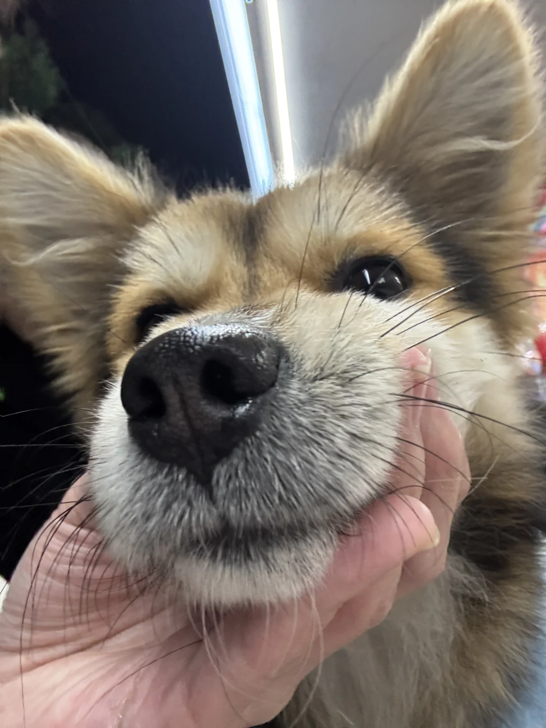 小黑的蓝色战衣已丢失