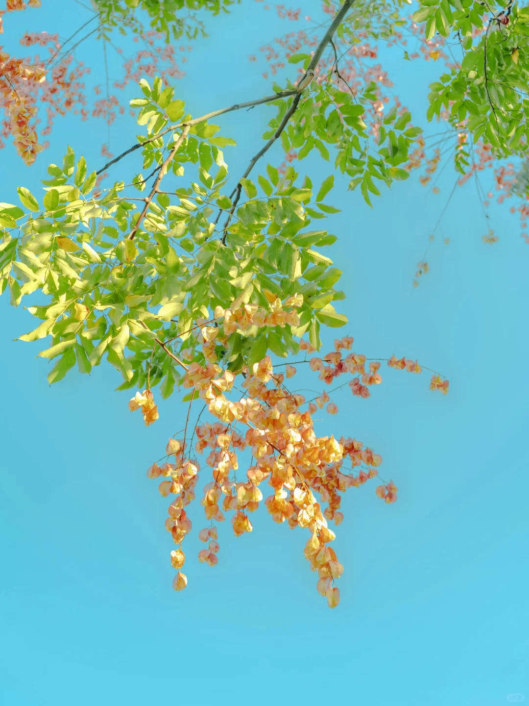 🍂｜恰逢栾树盛放的秋天