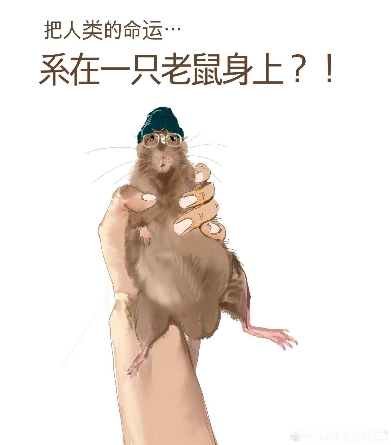 3386花枝鼠智商高。花枝鼠考本科，硕士研究生，博士研究生，幼儿园教师资格证，小