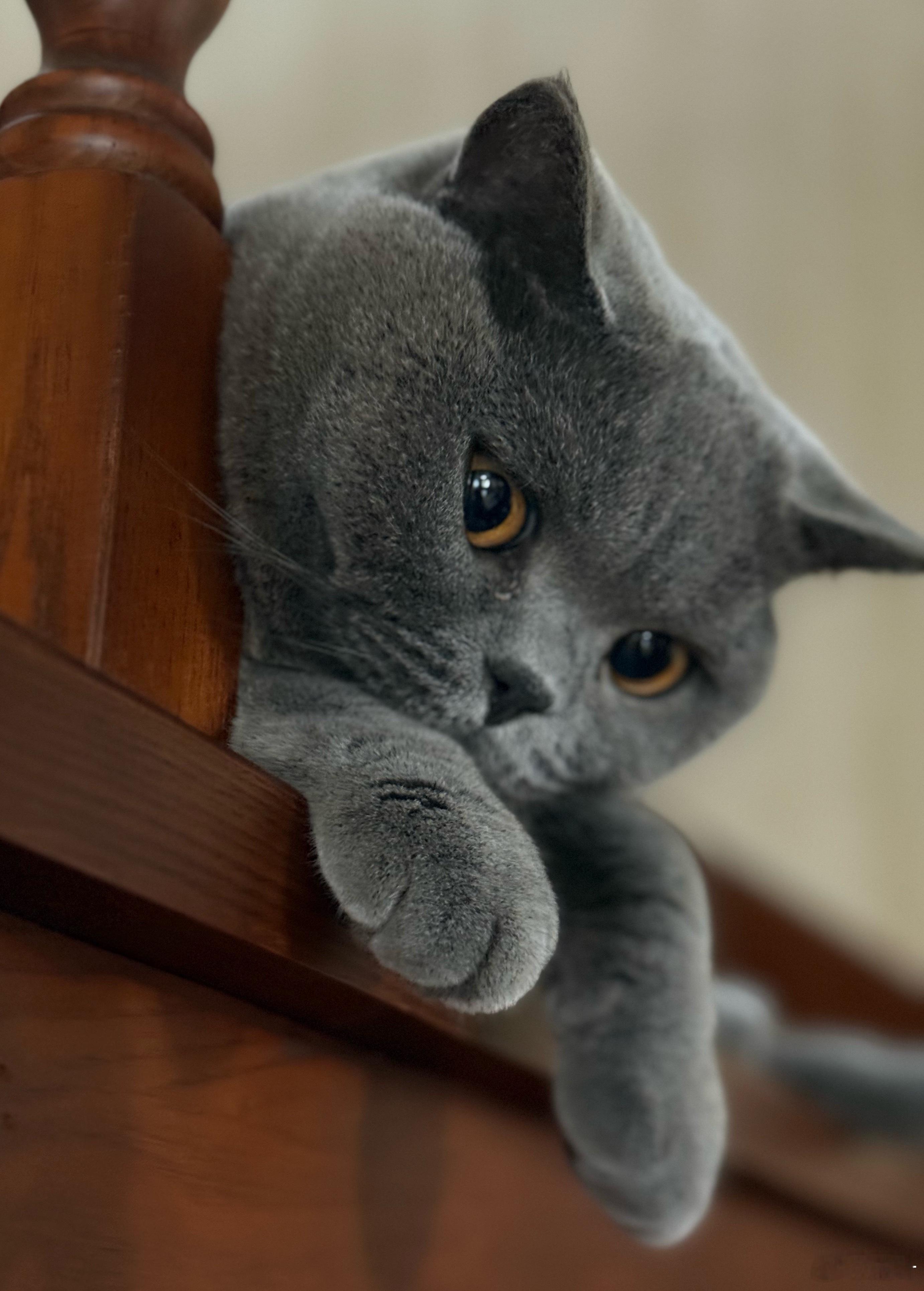 我问儿子晚上吃啥，他回答我：麦当劳🍔小朋友真是不知道珍惜我的好厨艺感谢儿子赐予