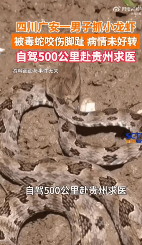 差点丢了脚趾！四川男子深夜水田捉小龙虾，遭毒蛇偷袭，忍痛跨省五百公里求生

很多
