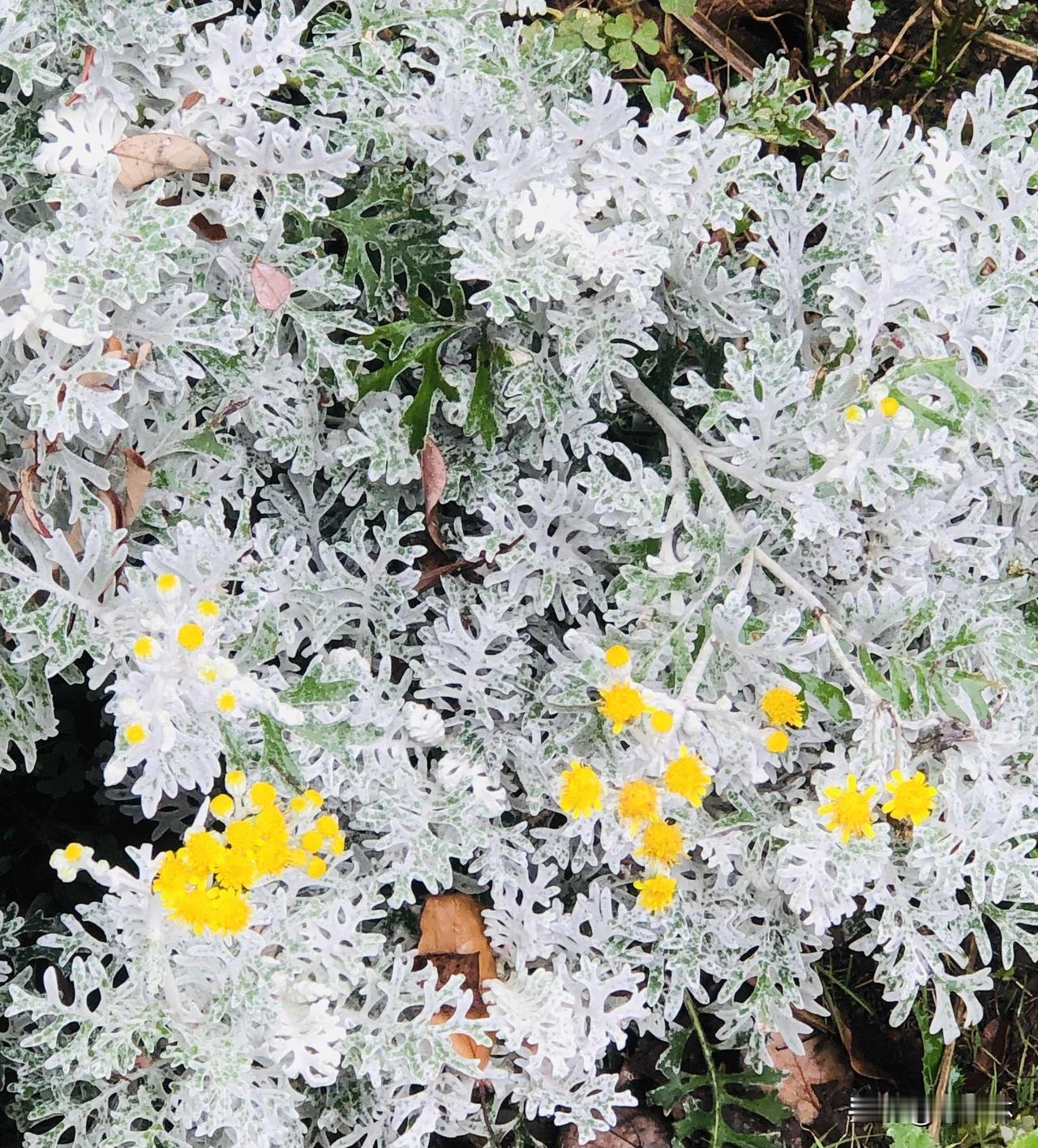 雨后逛公园随手拍下满目花草，路边银白叶片配嫩黄花的雪柳清新别致，带水珠的蓝花草灵