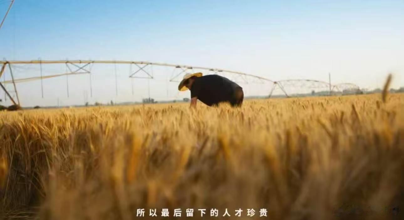 麦收时节走进隆尧田间，收割机来回穿梭，农户脸上全是松弛笑意。不用背井离乡外出务工