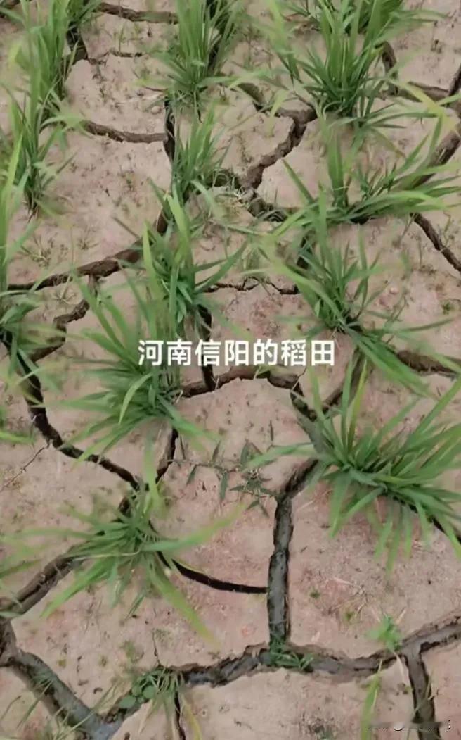 毛主席说：水利是农业的命脉。
那个一穷二白的年代，我们的先辈与天做斗争。建设了那