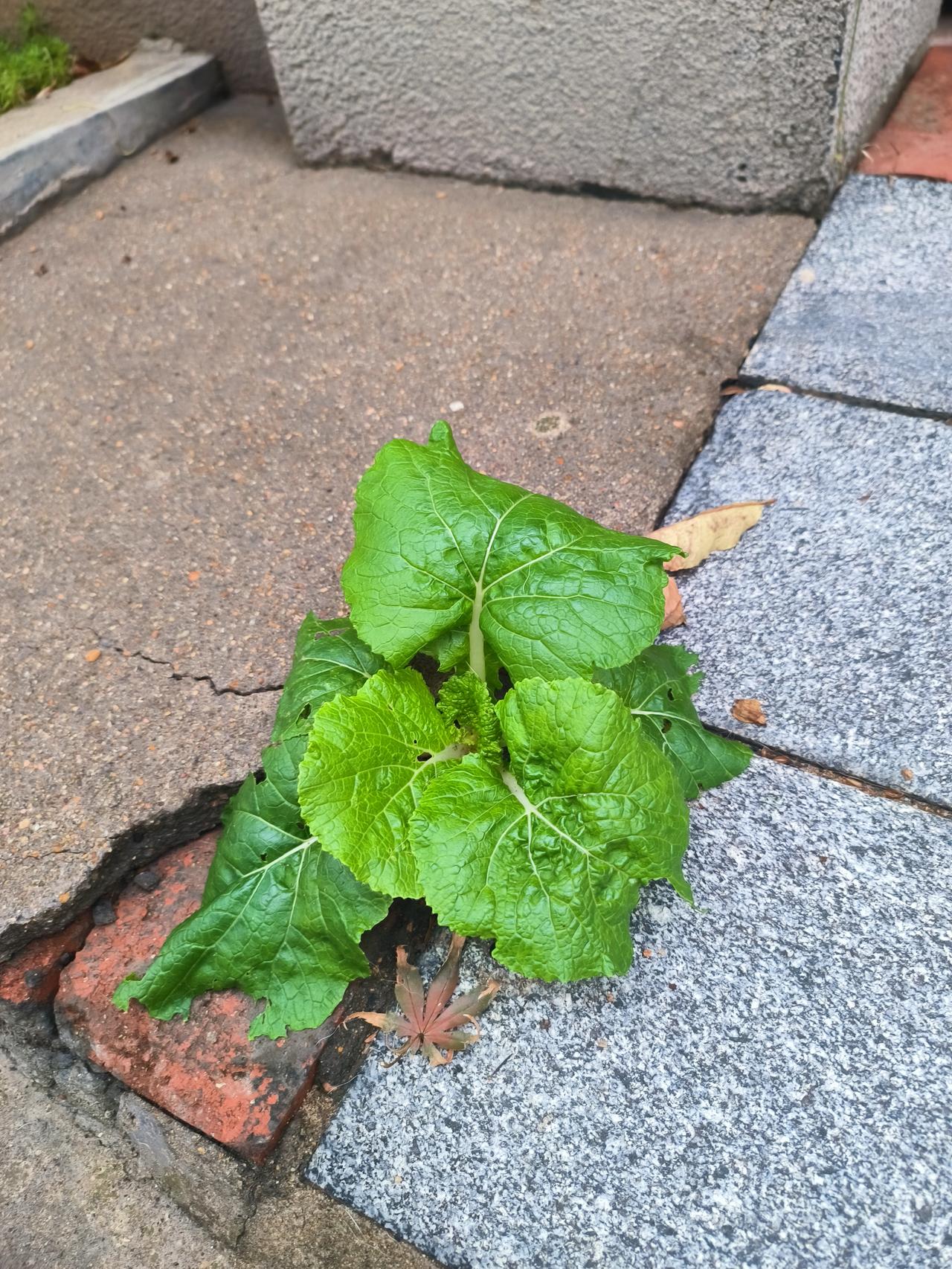 门口的石板缝隙里，竟然居然长出了一棵白菜。

王老师看了很惊奇，她说平时好好种，