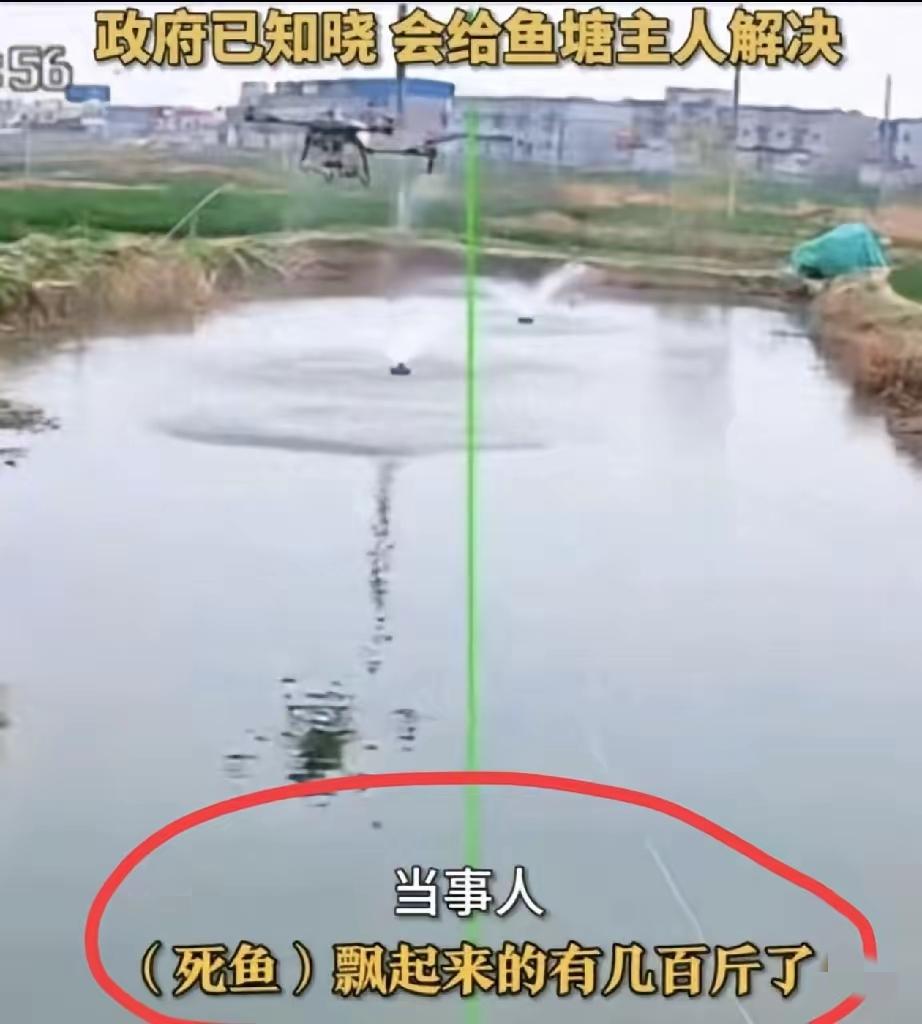 油菜花打药后，
死蜜蜂我感觉不奇怪，
但是我实在想不到，这药
​怎么就打到池塘里