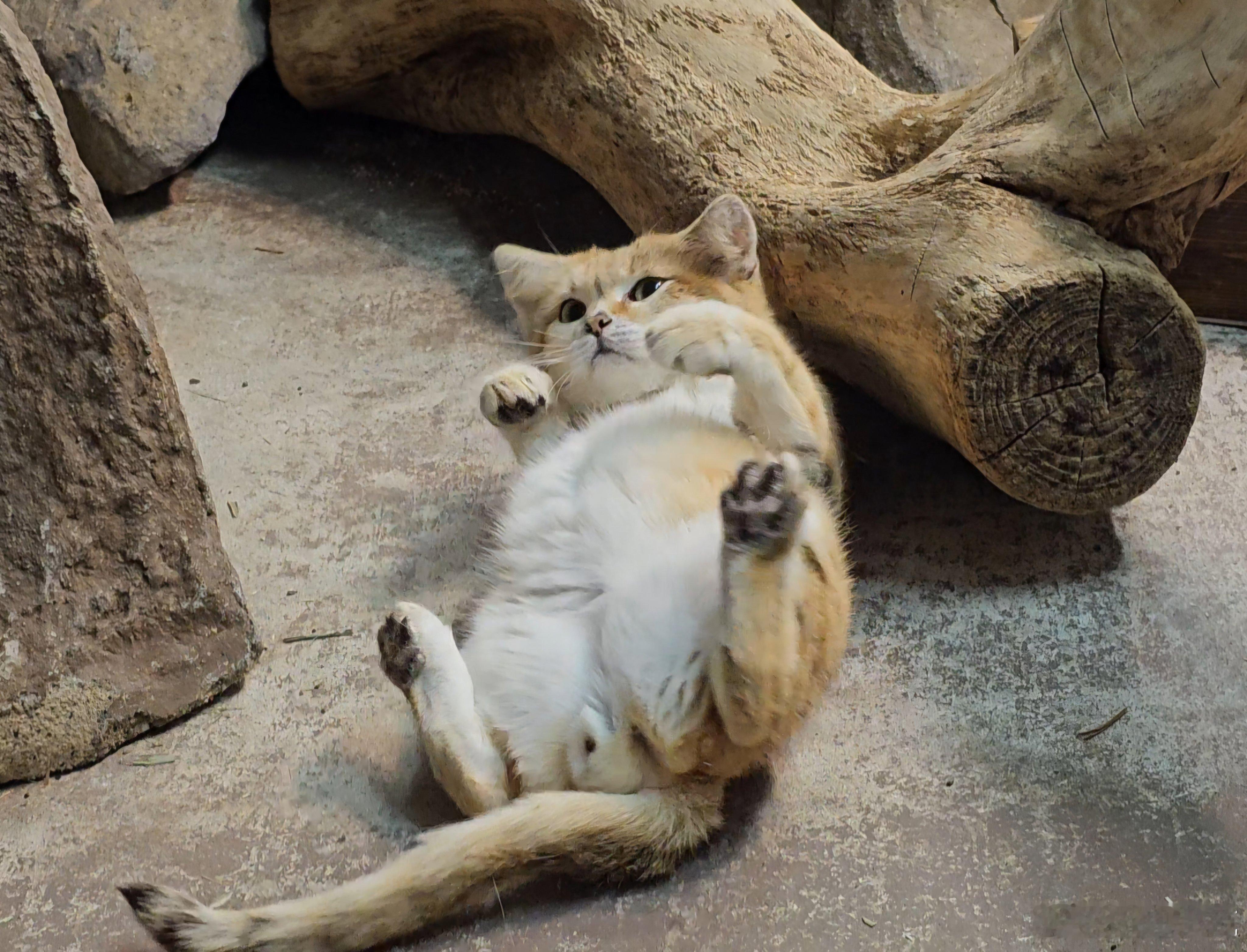 沙丘猫躺平营业啦🥺 ​​​