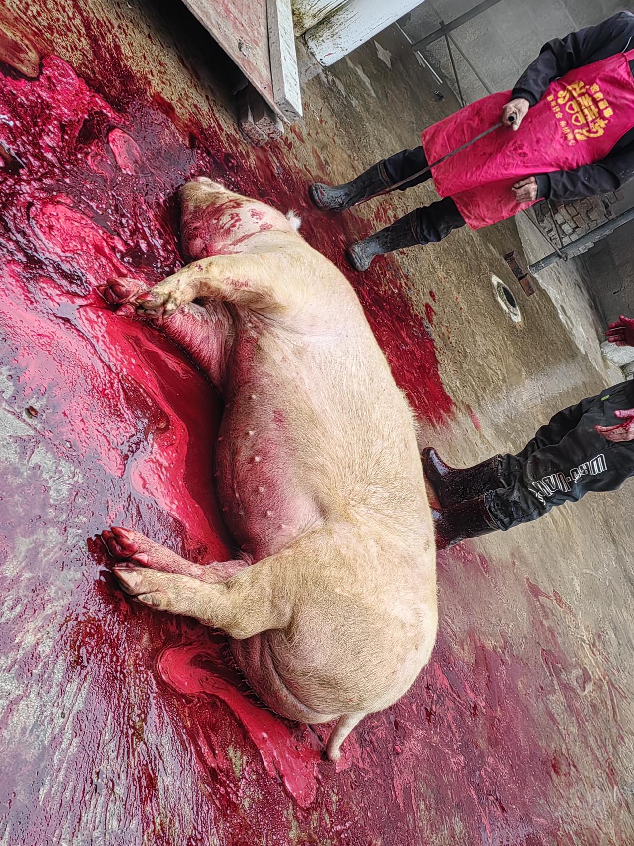 年关杀年猪，
亲自体验很沉重！
一件奇怪的事发生，众人惊奇发现难道是传说中的猪硃