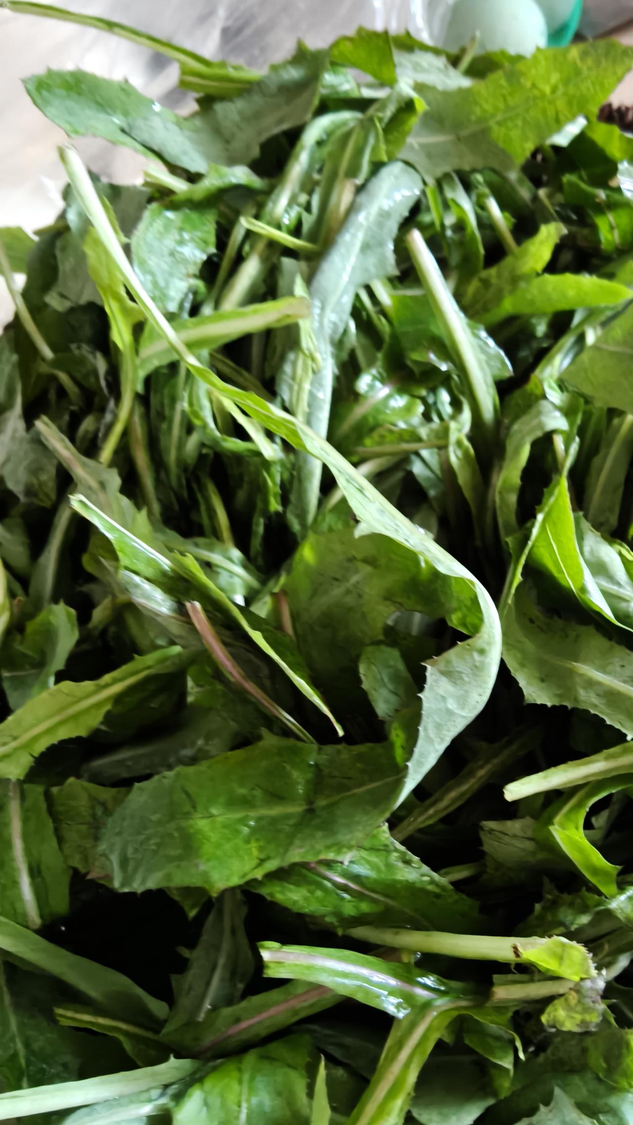 春日生活打卡季采集的苦苦菜，新鲜水灵，败火良药。