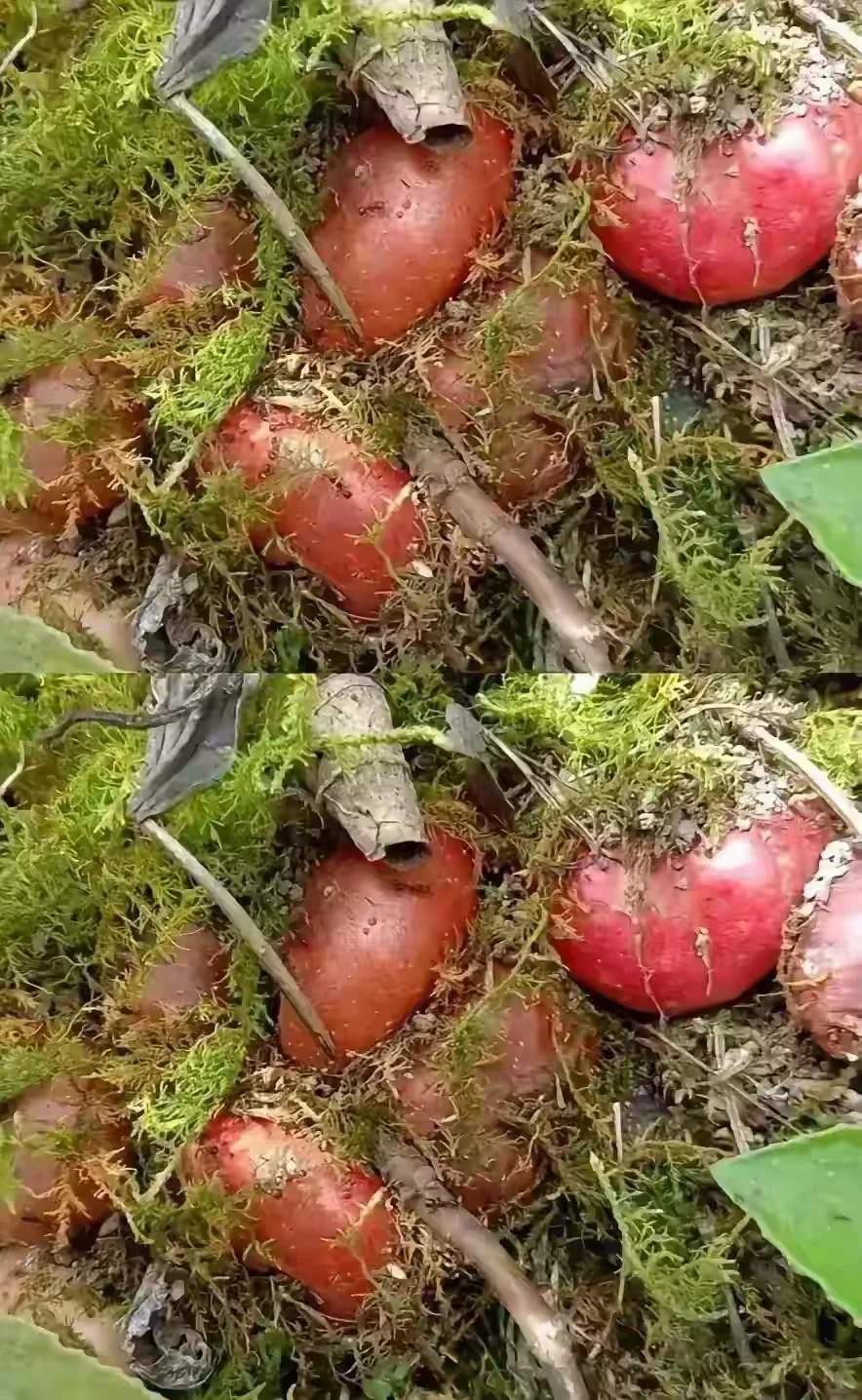 爬山的时候，无意间发现一处土地里有这种红色的果子，看起来有点像西红柿...