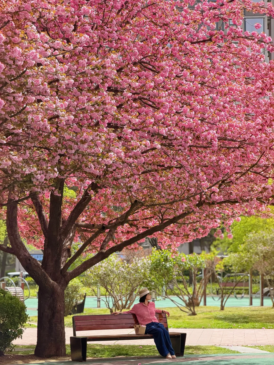 在西安找不到～比这颗树更好拍的樱花林🌸