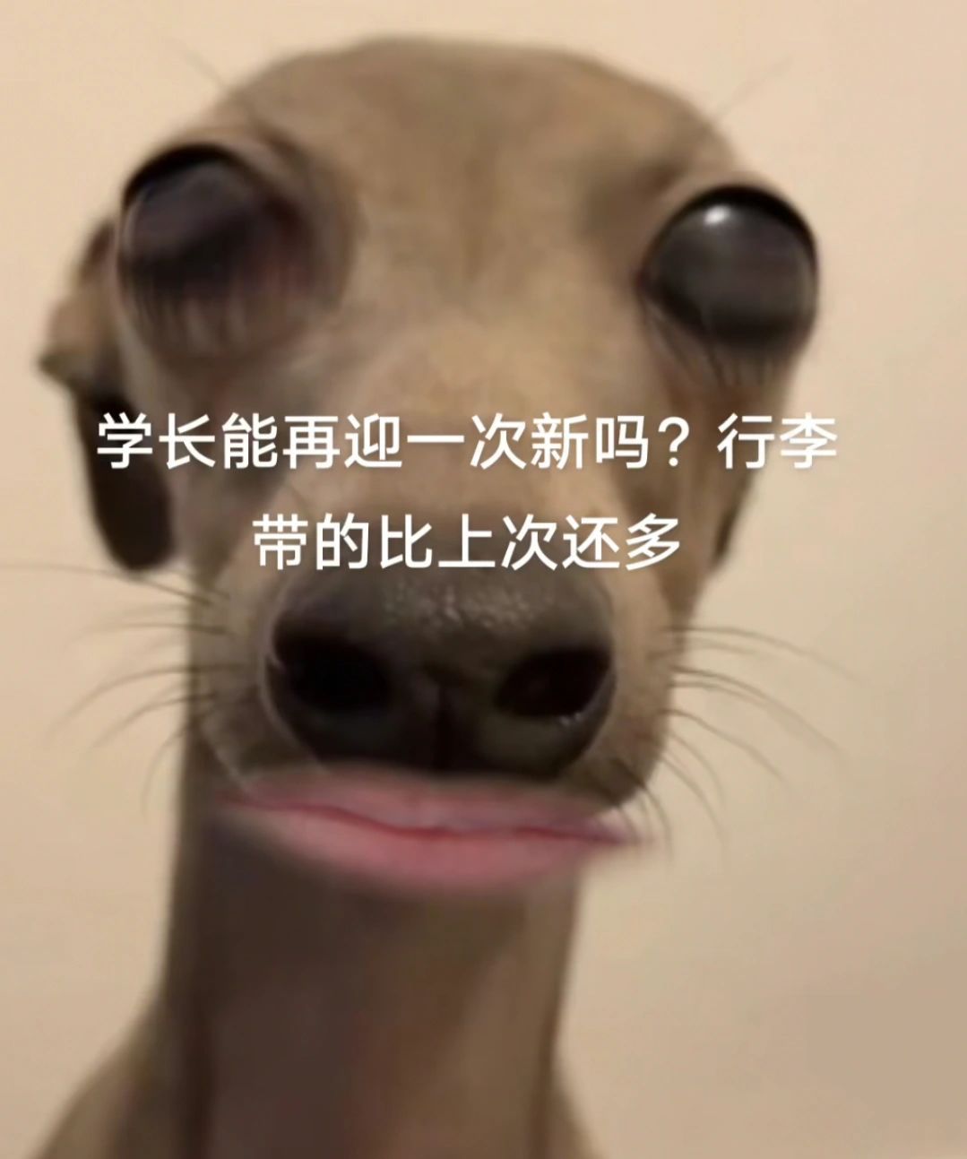 学长可以再迎一次新吗行李带的比上次还多 ​​​