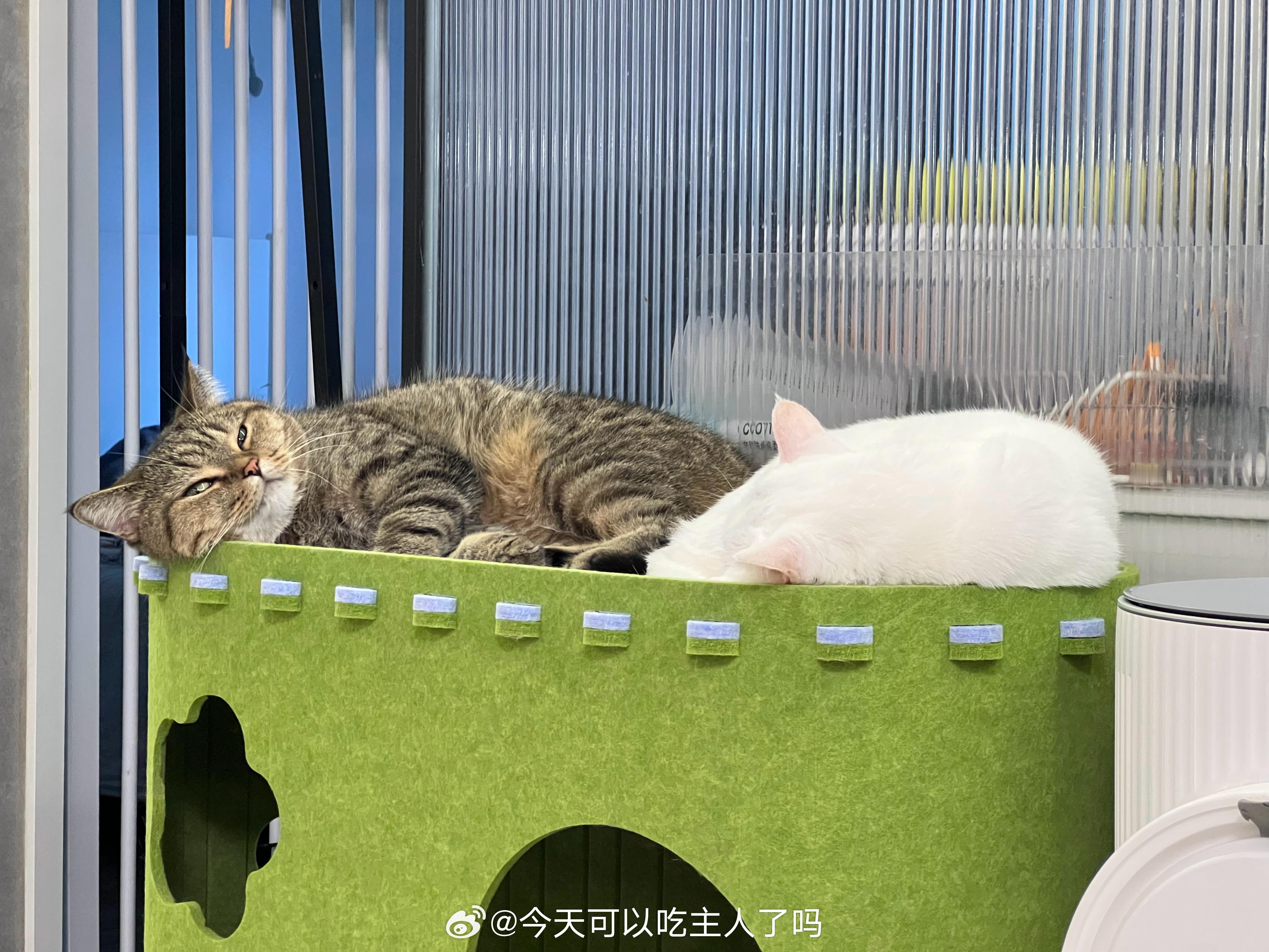 训练小有成效，特特太棒了 ​​​