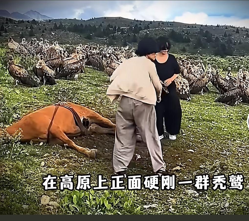 四名女游客在四川甘孜州康定市塔公草原附近游玩时，遇到一群高山兀鹫正在取食一匹马。