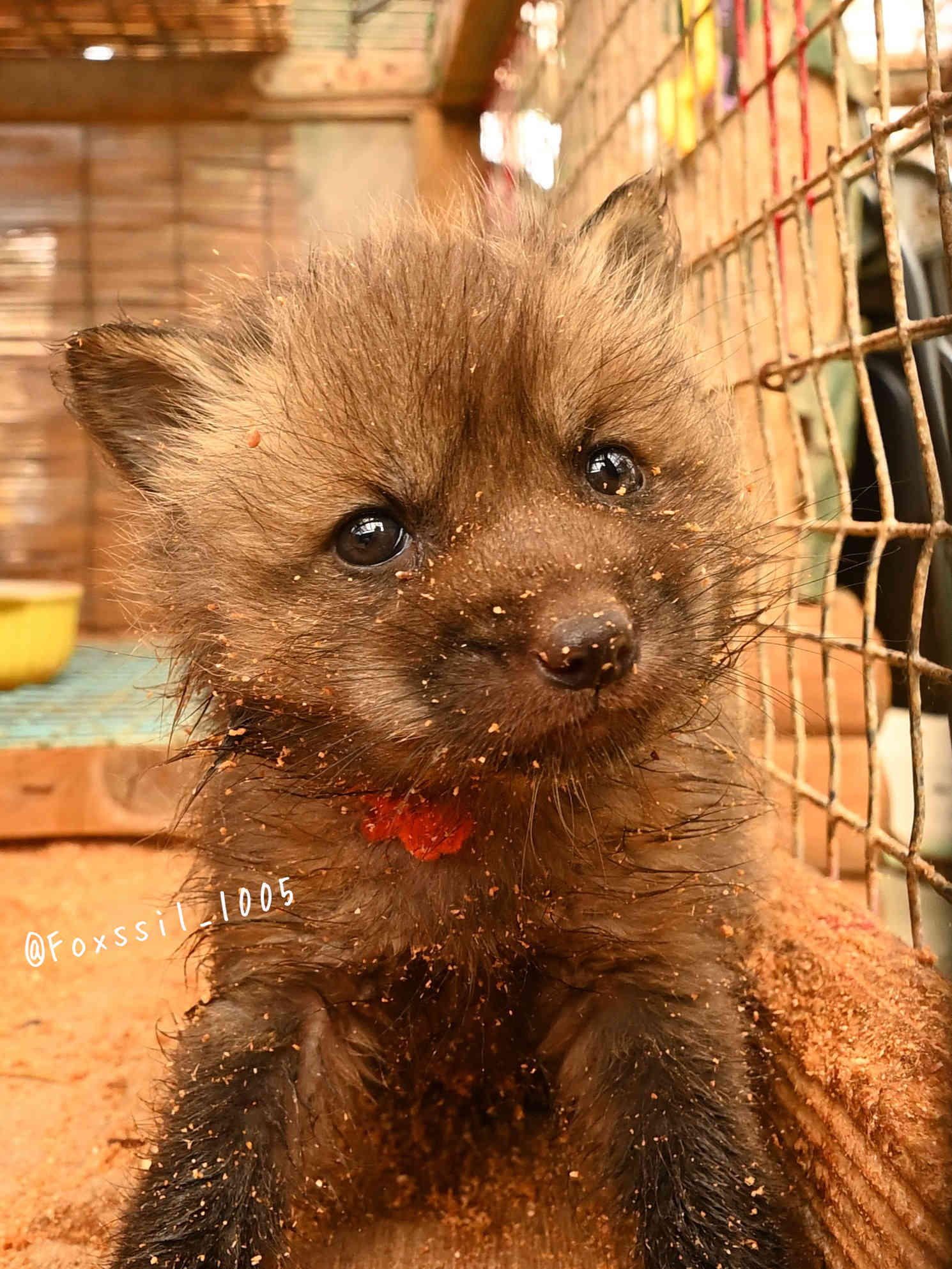 狐狸 沾满木屑的幼狐©️Foxssil_1005 