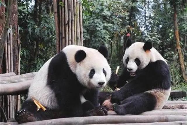 当东京上野动物园的晓晓和蕾蕾即将于2026年踏上归国旅程，日本民众的依依不舍背后