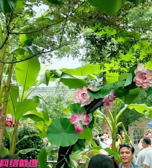 苏州白塔西路，有百个荷花摊位阵势被看见，现场荷香四溢，江南味道的寻觅见光彩。
