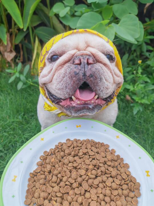 夏天🌞也要光盘！🐕元气干饭日常
