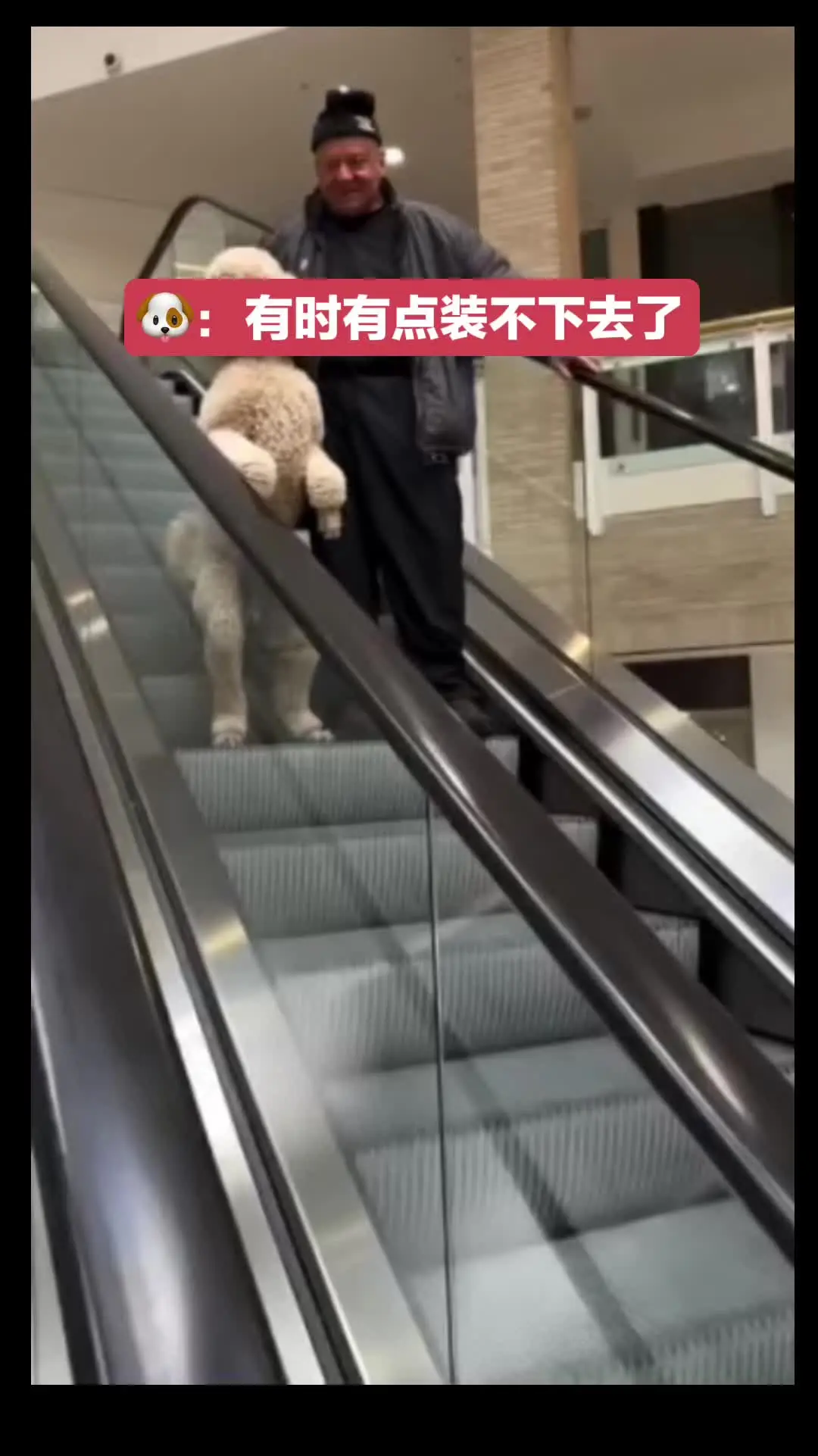 呆萌可爱 狗狗成精了 小狗是世界上最美好的存在