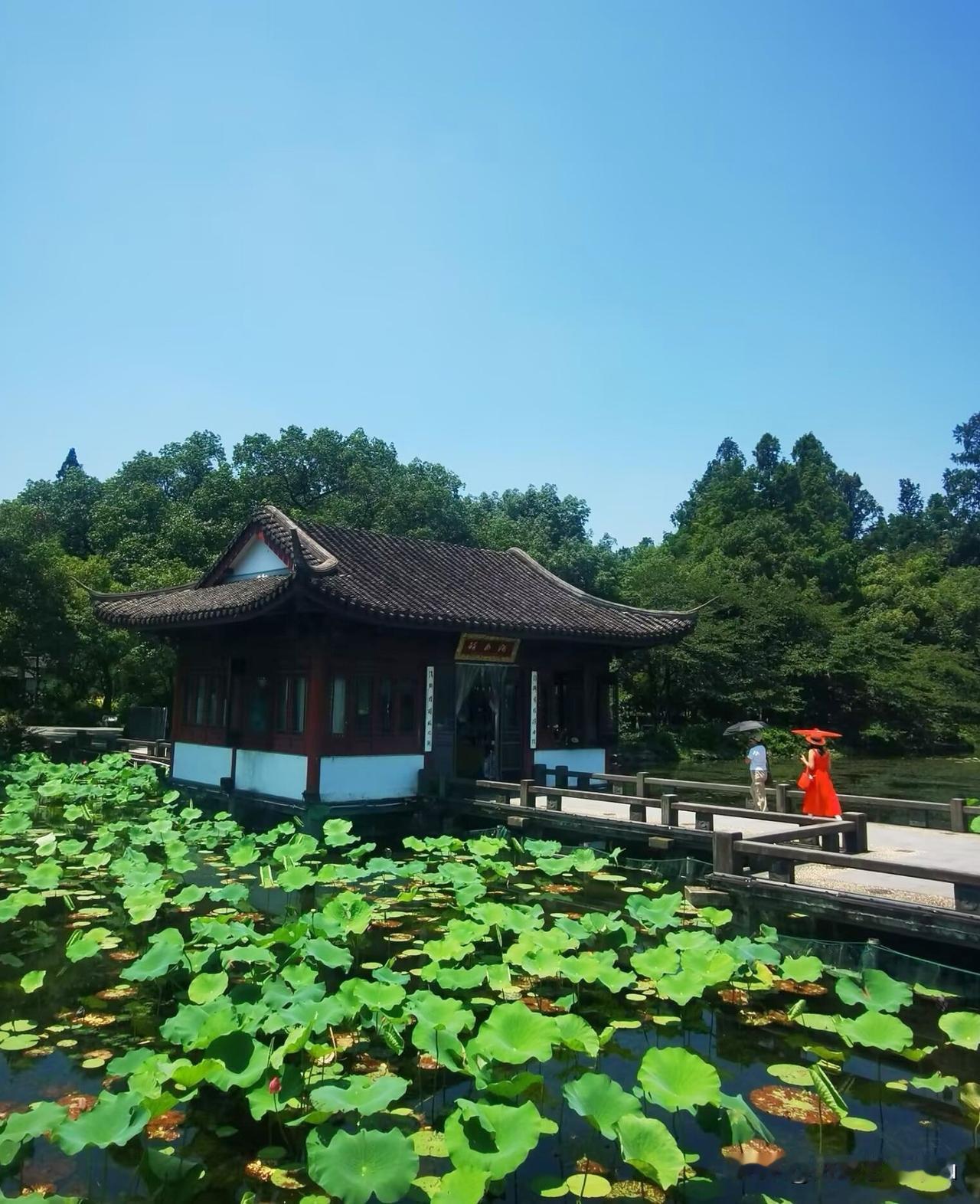 杭州西湖荷花盛开期，边走边拍西湖十景之一“曲院风荷”景区，曲院风荷位于西湖西侧北