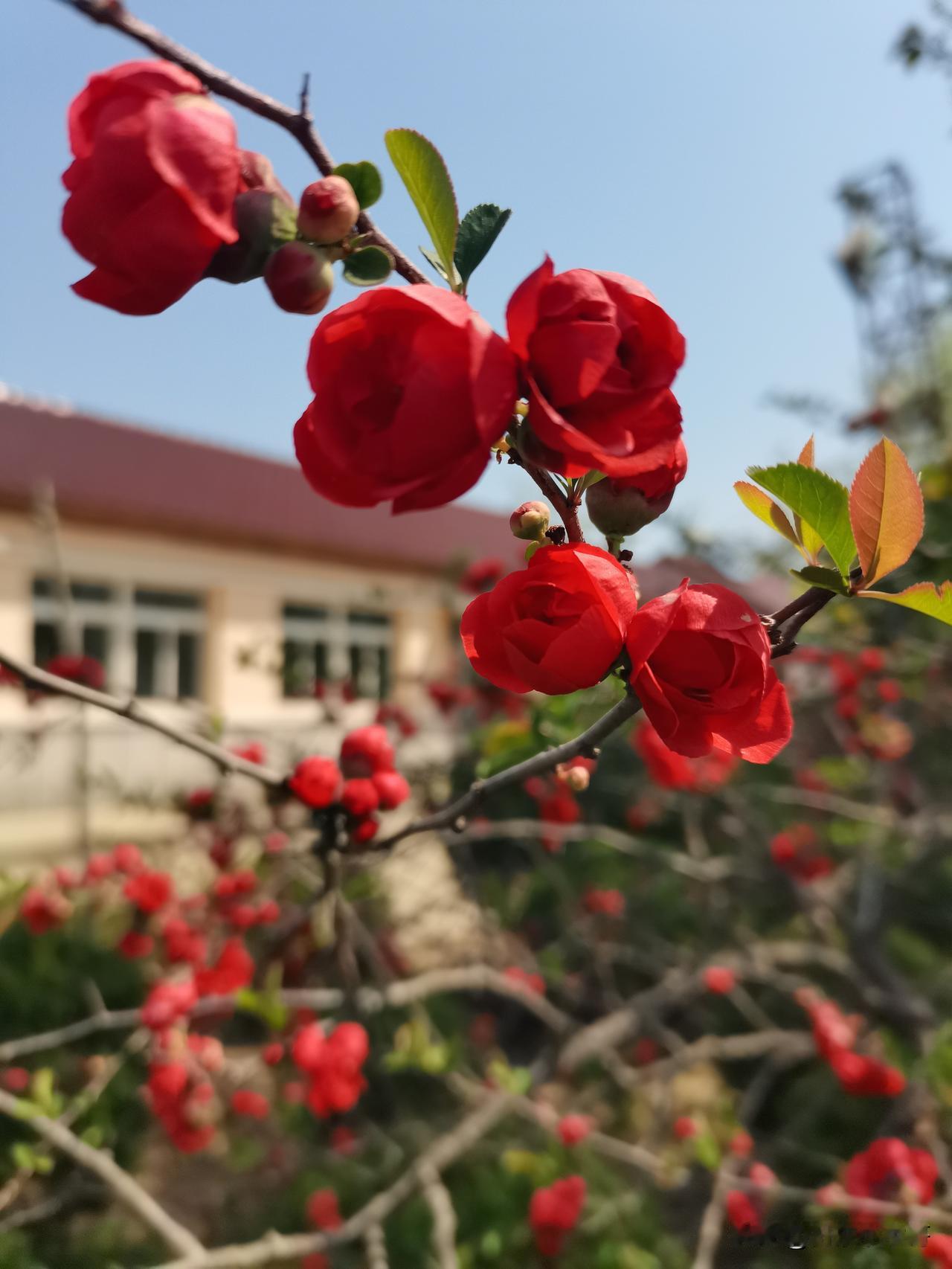 丹东农家院的春天，树变绿花开放，鸟儿在枝头叽叽喳喳的唱。一眼望去到处春意盎然。喜
