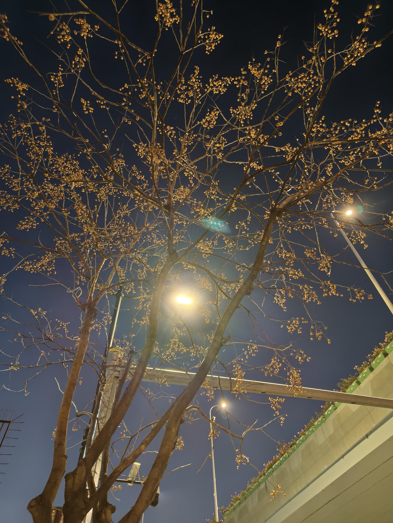 下班路上随手拍～无患子树🌲
树叶已经落光，只剩下种子啦～[我想静静]